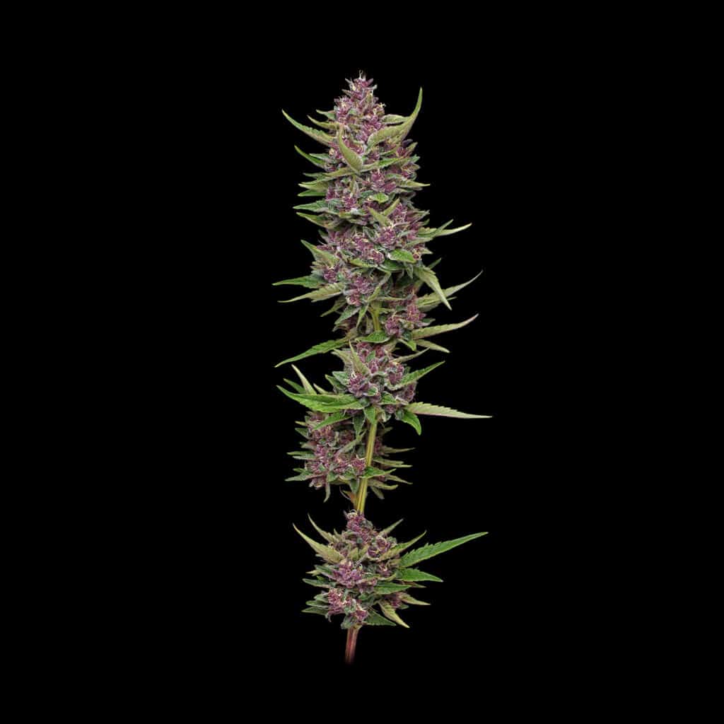 Genetics Archive - Apollo Green