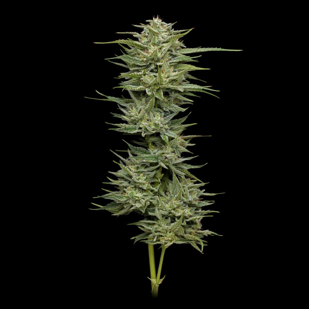 Genetics Archive - Apollo Green