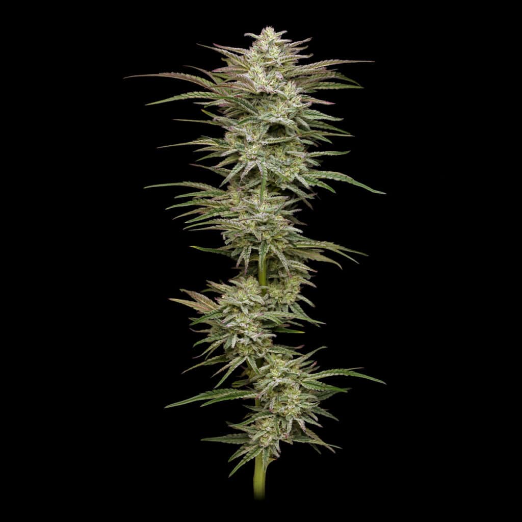 Genetics Archive - Apollo Green