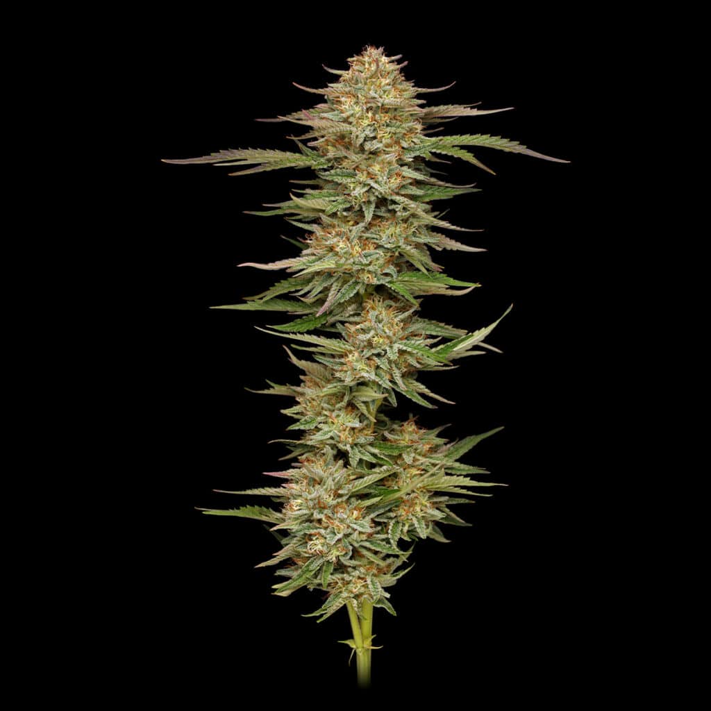 Genetics Archive - Apollo Green